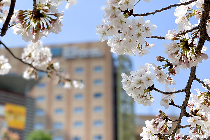 スプリング　パーティー　宴会　宴会場　歓送迎会　卒業　入学　ブッフェ